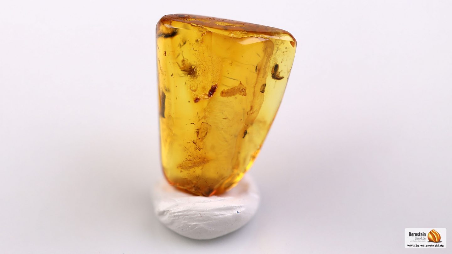 Trauermücke als Inkluse, Mücke sowie weitere Einschlüsse im Baltischen Bernstein